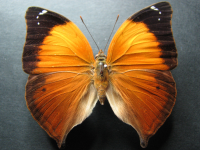 Doleschallia bisaltide australis - Adult